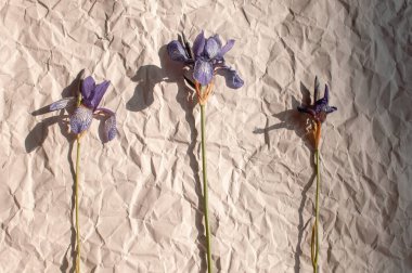 Mor zambakların kır çiçekleri bir bukette toplanır ve arkaplanda buruşmuş gri kağıt yaprakları vardır.