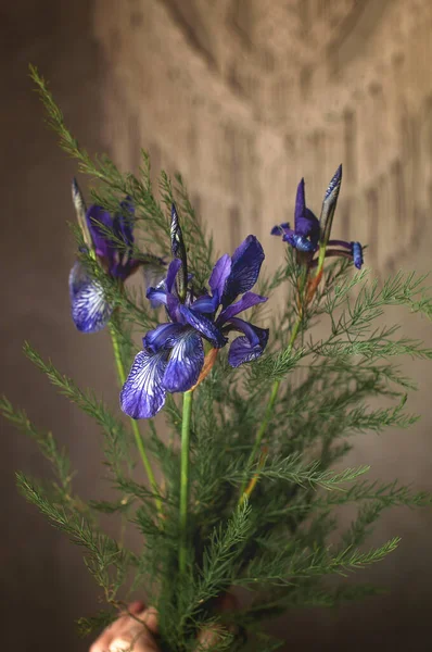 Fiori Selvatici Iris Viola Sono Raccolti Bouquet Con Foglie Verdi — Foto Stock