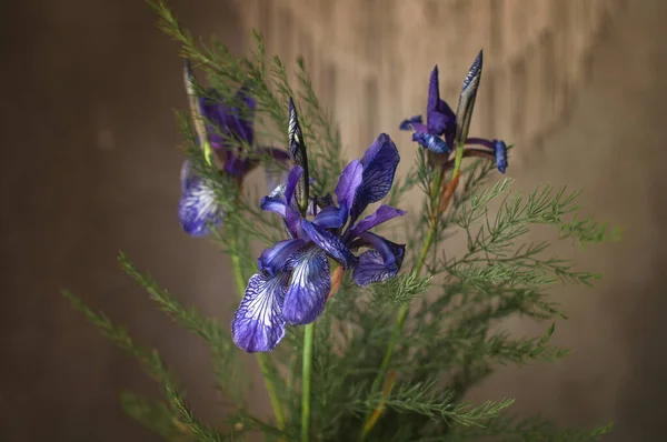 Fleurs Sauvages Iris Violet Sont Recueillies Dans Bouquet Avec Des — Photo