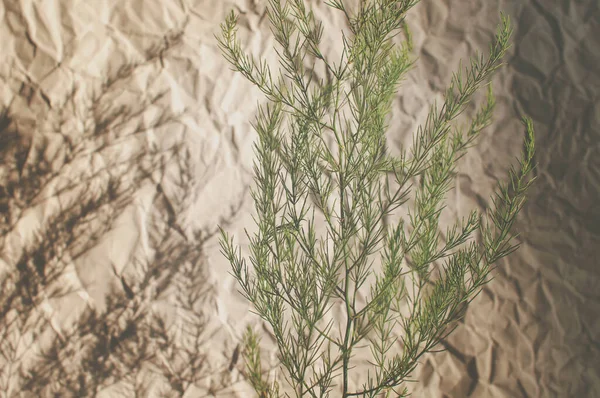 Divoké Rostliny Zelenými Listy Pozadí Zmačkaného Šedého Papíru — Stock fotografie