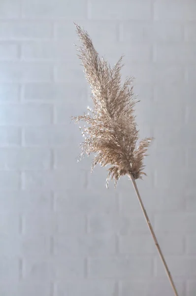 Eed Planta Fundo Uma Parede Tijolo Branco Clarabóia Janela — Fotografia de Stock