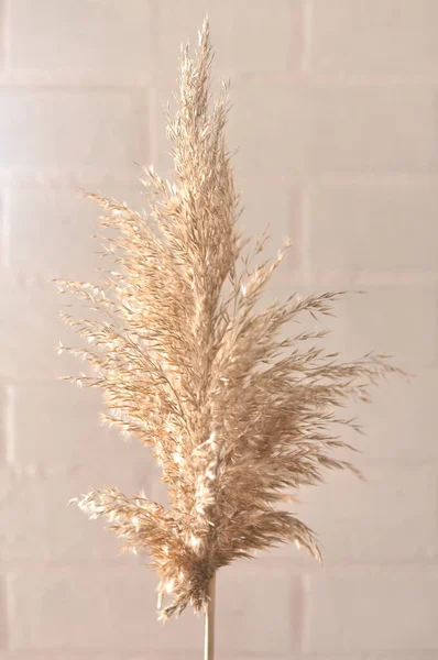 Planta Semilla Fondo Una Pared Ladrillo Blanco Tragaluz Ventana —  Fotos de Stock