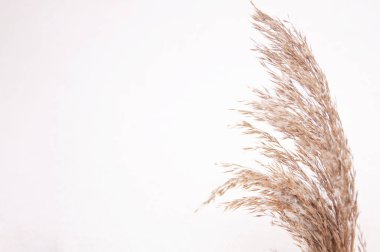 Kuru sonbahar otları kışın beyaz karlar üzerinde vahşi kahverengiler