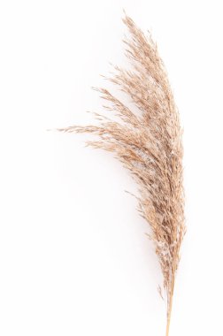 Kuru sonbahar otları kışın beyaz karlar üzerinde vahşi kahverengiler