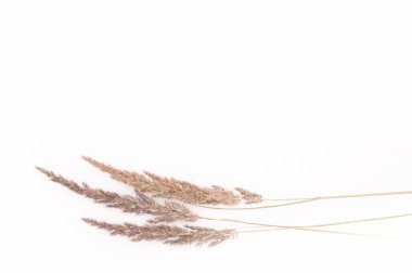 Kuru sonbahar otları kışın beyaz karlar üzerinde vahşi kahverengiler