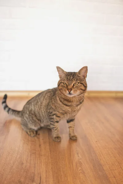 Gato Tabby Con Ojos Amarillos Sienta Laminado Habitación — Foto de Stock