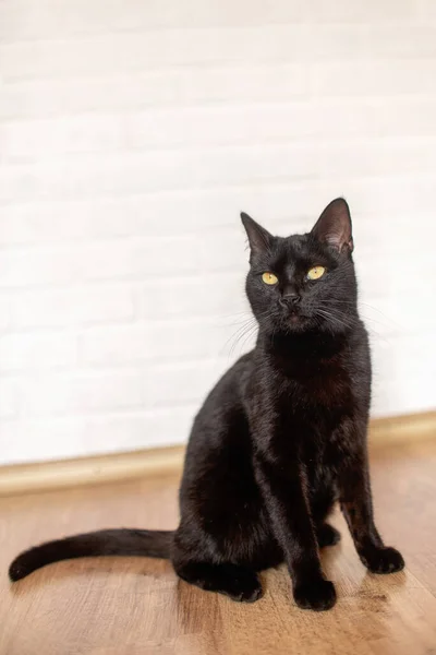 Gato Negro Con Ojos Amarillos Sienta Laminado Habitación — Foto de Stock