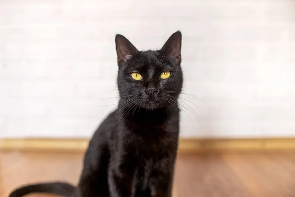 Gato Negro Con Ojos Amarillos Sienta Laminado Habitación — Foto de Stock