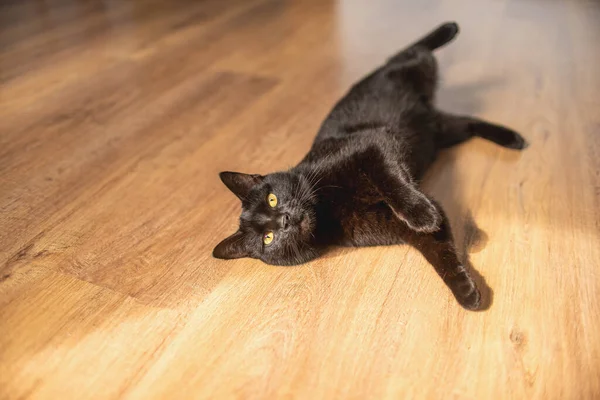 Gato Negro Con Los Ojos Amarillos Miente Lado Piernas Extendidas — Foto de Stock