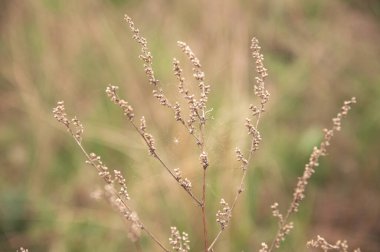 Bulanık arka planda kır çiçekleri Sonbaharda