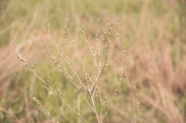 Bulanık arka planda kır çiçekleri Sonbaharda