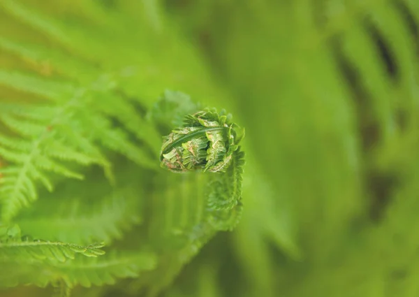 Folha Samambaia Verde Não Soprada Contra Fundo Verde Desfocado — Fotografia de Stock