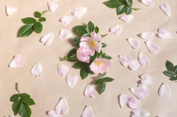 Розовые Почки Цветы Лепестки Роз Зеленые Листья Разбросаны Бежевом Фоне — стоковое фото