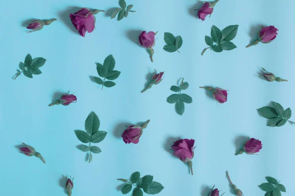 Красные Почки Цветы Лепестки Роз Зеленые Листья Выложенные Синем Фоне — стоковое фото