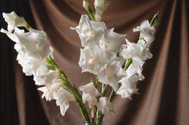 Cam bir vazodaki beyaz gladioli buketi ahşap bir masa ve kahverengi bir bez zemin üzerinde duruyor.