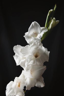 Siyah arkaplanda beyaz gladiolus çiçeği, metin yazımı için, tasarım ve web için stok resmi