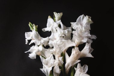 Siyah arkaplanda taze bir buket beyaz gladioli tasarım ve web için stok resmi