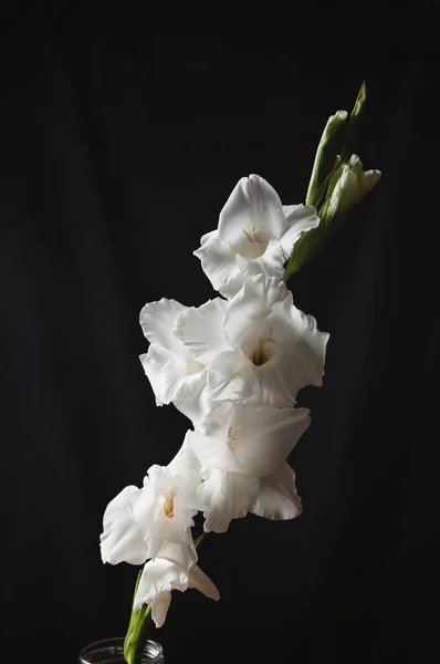 Fiore Gladiolo Bianco Sfondo Nero Iscrizione Testo Immagine Scorta Disegno — Foto Stock