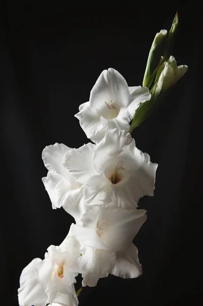 Vit Gladiolus Blomma Svart Bakgrund För Text Inskription Stock Bild Royaltyfria Stockbilder