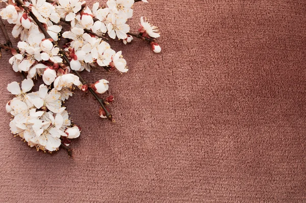 Цветущая ветвь абрикоса на ткани — стоковое фото