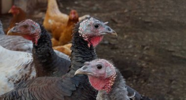 Şükran Günü 'nde bizi yeme. Vejetaryenlik. Canlı hindi gibiyiz. Biz de yaşamak istiyoruz. Çiftlikte bir hindi sürüsü. Uzayı kopyala Akıllı gözlü, güzel ve gururlu hindiler.