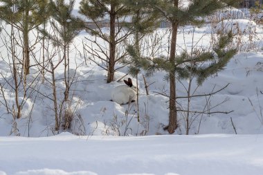 Kışın ormanda kar üzerinde siyah kulaklı beyaz tüylü bir tavşan oturuyor. Rusya 'da karlı bir ormanda beyaz tavşan.