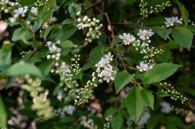 Seçici odaklı ve sığ bir alan derinliğinde çiçek açan bir kiraz kuşunun yakın çekimi. Odak noktası görüntünün merkezi kısmı. Beyaz çiçekli Prunus Avium ağacı arkaplanı