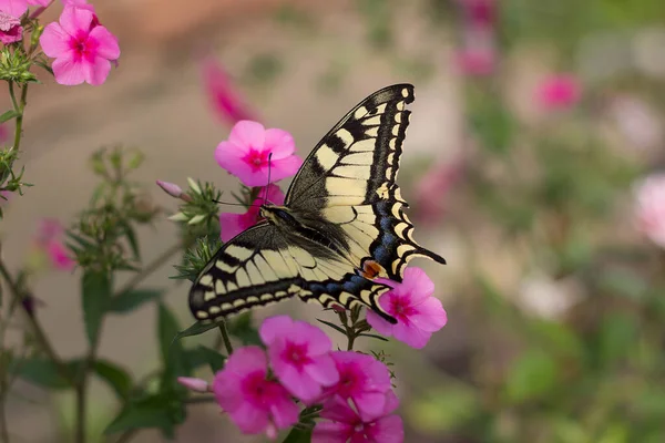 Papilio machaon sips nectar from and pink phlox. A beautiful yellow swallowtail butterfly sits on a pink flower. Beautiful summer background. Butterfly and flowers on a blurred floral background. — Foto de Stock