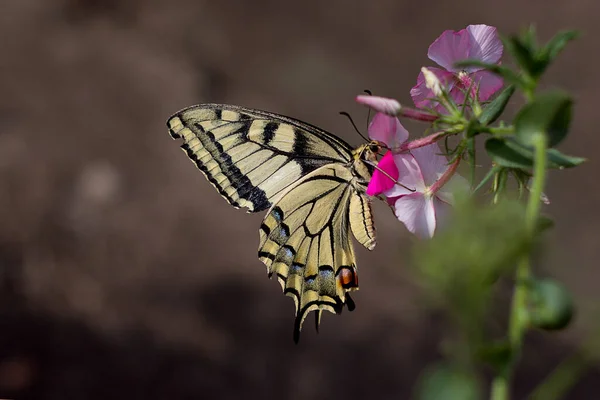 Dev Yelken Balığı Kelebeği Papilio Cresphontes Feniks Çiçekleriyle Besleniyor Pembe — Stok fotoğraf