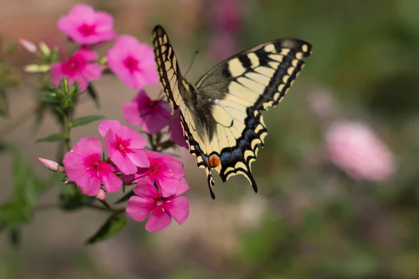 Uma borboleta de veleiro em flores cor-de-rosa, com um fundo borrado. Papilio Machaon está comendo em perfil. Rabo de andorinha à procura de néctar em flores de flox. Espaço para cópia. Bela imagem da flora — Fotografia de Stock