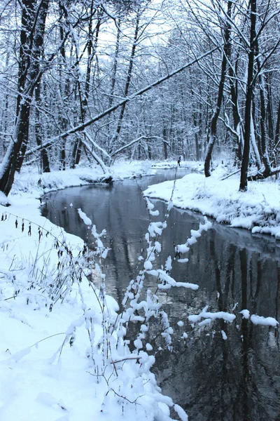 Bela floresta nevada — Fotografia de Stock