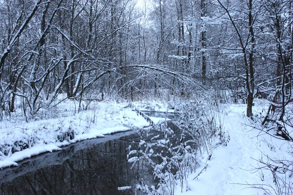 Schöner schneebedeckter Wald — Stockfoto