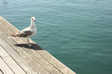 İskelede martı ile fotoğraf