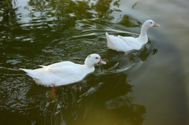 Barcelona Gölde ördekler