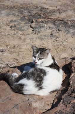 Kumsaldaki güzel kedi