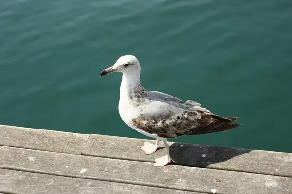 The photo with the Seagull on the pier — Stock Photo, Image