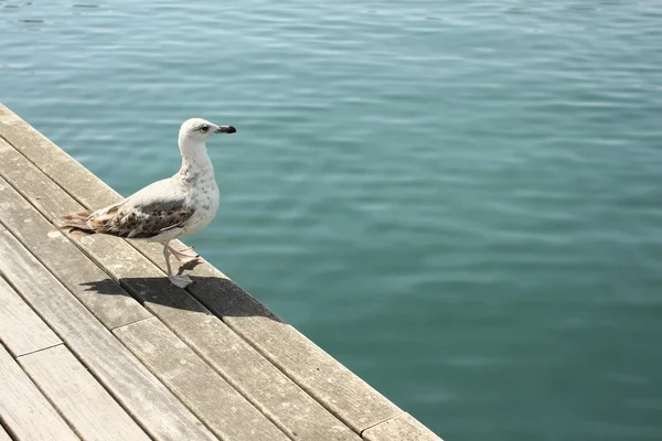 The photo with the Seagull on the pier — Stock Photo, Image