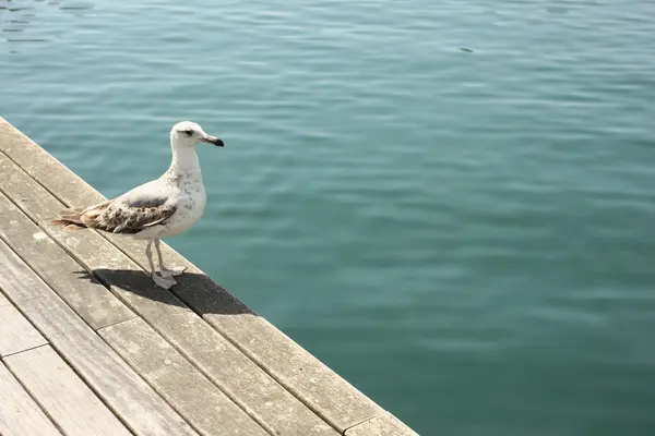 The photo with the Seagull on the pier — Stock Photo, Image