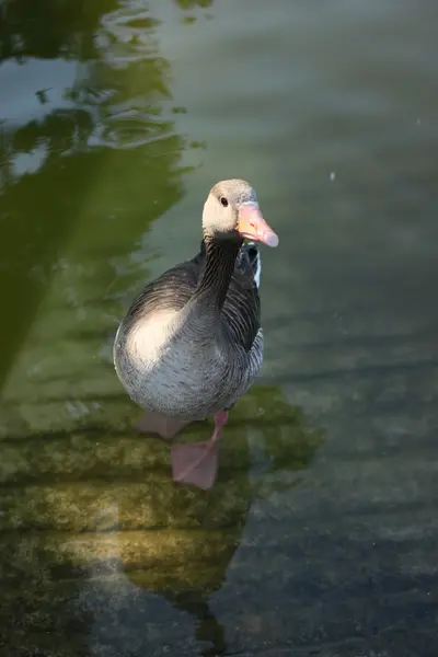 Patos na lagoa em Barcelona — Fotografia de Stock