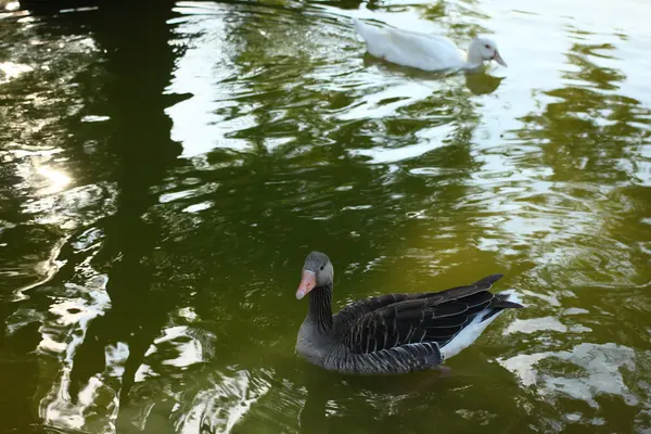 Patos na lagoa em Barcelona — Fotografia de Stock