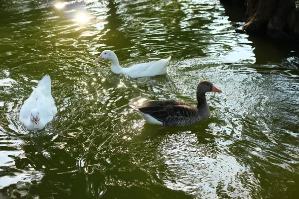 Ducks on the pond in Barcelona — Stock Photo, Image