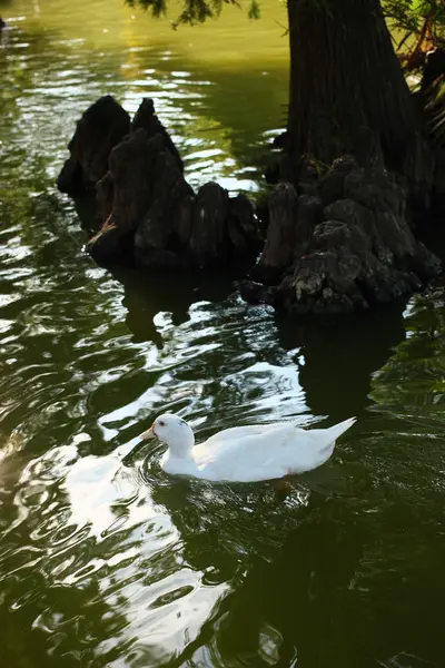 바르셀로나에서 연못에 오리 — 스톡 사진