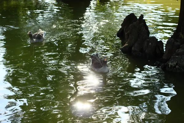 Ducks on the pond in Barcelona — Stock Photo, Image