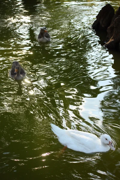 Eenden op de vijver in Barcelona — Stockfoto