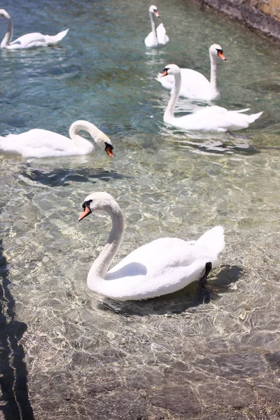 Beautiful swans on the lake — Stock Photo, Image
