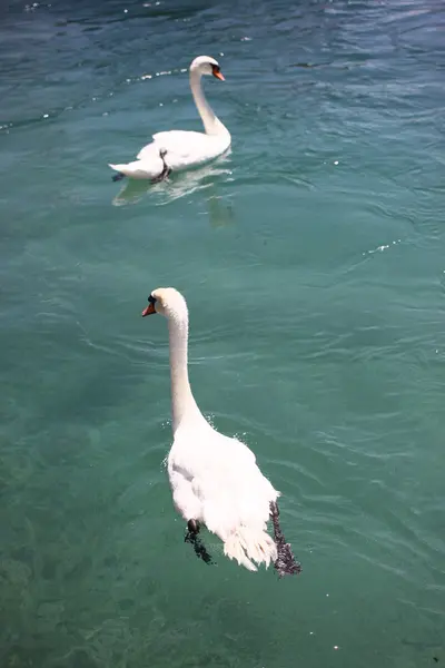 Bellissimi cigni sul lago — Foto Stock