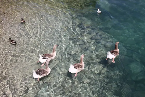 Belos patos no lago — Fotografia de Stock