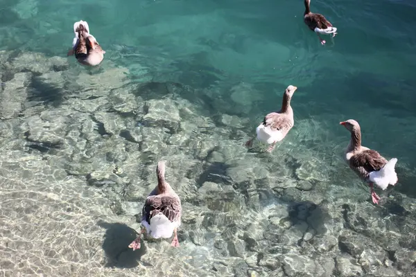 Belos patos no lago — Fotografia de Stock