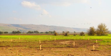 Göç eden turnalar. Arkasında Hermon Dağı olan Agamon Hula Vadisi 'nin Pastoral manzarası