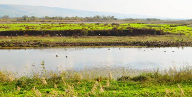 Hula Gölü. Göç eden turnalar. Arkasında Hermon Dağı olan Agamon Hula Vadisi 'nin Pastoral manzarası